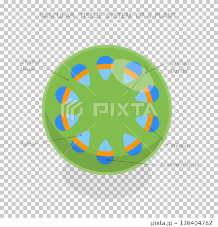 3D Isometric Flat  Illustration of Vascular Tissue System Of A Plant, Educational Diagram 116404782