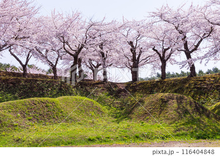 北海道函館市の春 桜満開の五稜郭公園 北海道函館市の春 桜満開の五稜郭公園 116404848