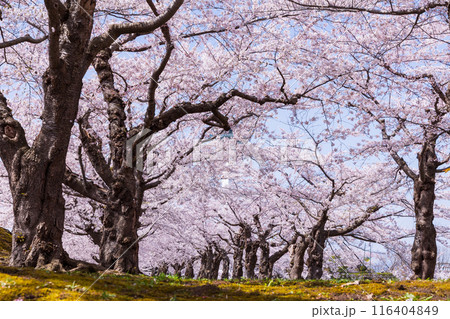 北海道函館市の春 桜満開の五稜郭公園 北海道函館市の春 桜満開の五稜郭公園 116404849