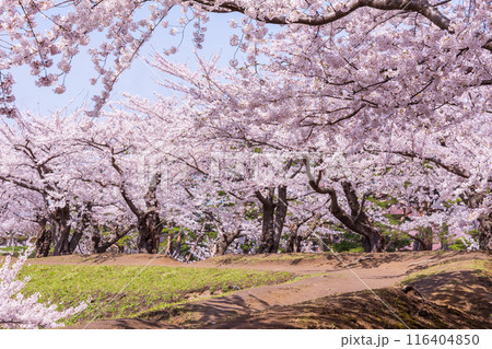 北海道函館市の春　桜満開の五稜郭公園 116404850