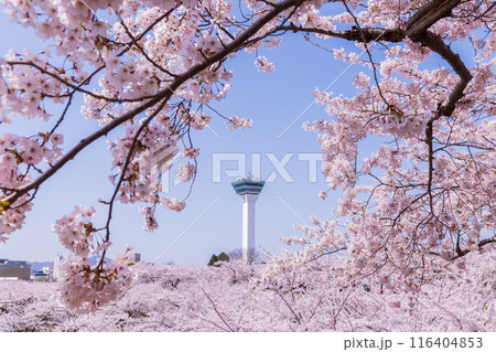 北海道函館市の春　桜満開の五稜郭公園 116404853