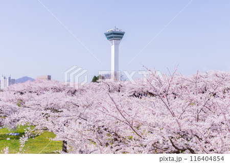北海道函館市の春　桜満開の五稜郭公園 116404854