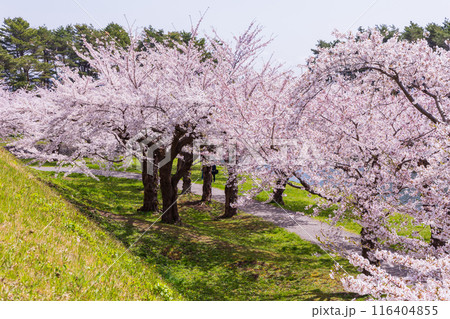 北海道函館市の春 桜満開の五稜郭公園 北海道函館市の春 桜満開の五稜郭公園 116404855