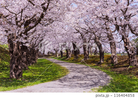 北海道函館市の春 桜満開の五稜郭公園 北海道函館市の春 桜満開の五稜郭公園 116404858