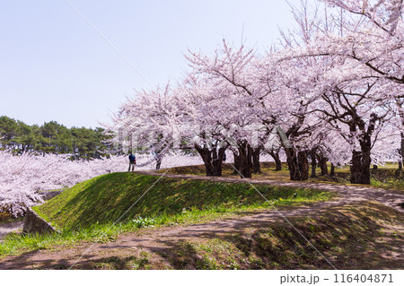 北海道函館市の春　桜満開の五稜郭公園 116404871