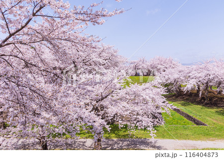 北海道函館市の春　桜満開の五稜郭公園 116404873