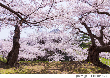 北海道函館市の春　桜満開の五稜郭公園 116404875