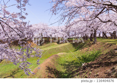 北海道函館市の春　桜満開の五稜郭公園 116404876