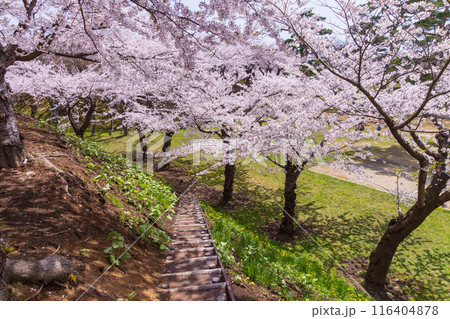 北海道函館市の春　桜満開の五稜郭公園 116404878