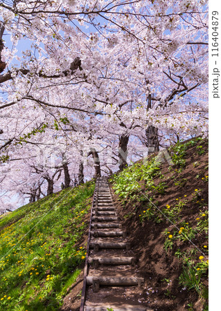 北海道函館市の春 桜満開の五稜郭公園 北海道函館市の春 桜満開の五稜郭公園 116404879