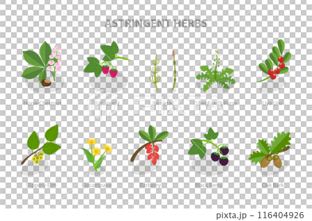 3D Isometric Flat  Set of Astringent Herbs, Natural Herbal Remedy 116404926