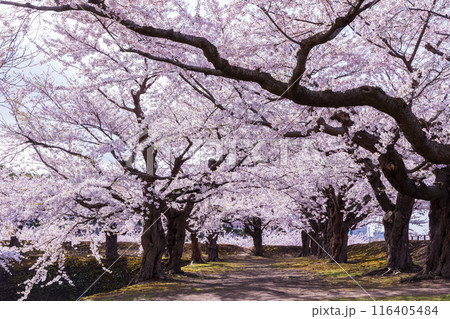 北海道函館市の春　桜満開の五稜郭公園 116405484