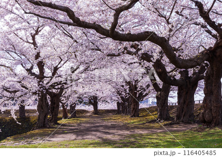 北海道函館市の春　桜満開の五稜郭公園 116405485