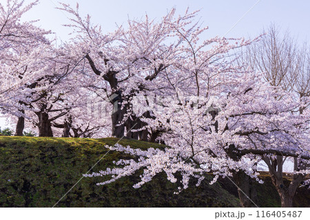 北海道函館市の春　桜満開の五稜郭公園 116405487