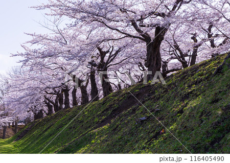 北海道函館市の春 桜満開の五稜郭公園 北海道函館市の春 桜満開の五稜郭公園 116405490