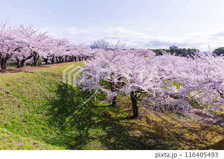 北海道函館市の春　桜満開の五稜郭公園 116405493