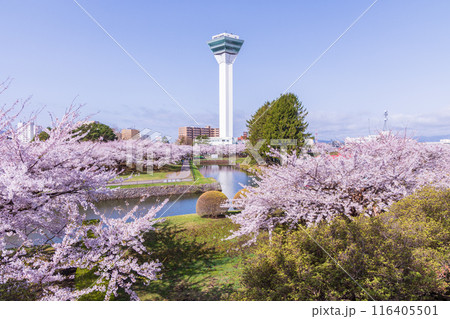 北海道函館市の春 桜満開の五稜郭公園 北海道函館市の春 桜満開の五稜郭公園 116405501