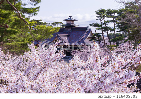 北海道函館市の春 桜満開の五稜郭公園 北海道函館市の春 桜満開の五稜郭公園 116405505
