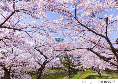 北海道函館市の春 桜満開の五稜郭公園 北海道函館市の春 桜満開の五稜郭公園 116405517