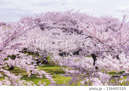 北海道函館市の春 桜満開の五稜郭公園 北海道函館市の春 桜満開の五稜郭公園 116405520