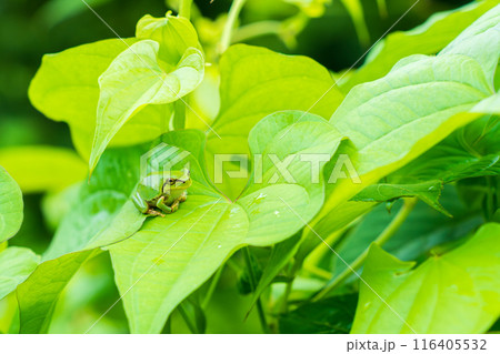 アマガエル 116405532