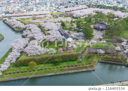 北海道函館市の春　桜満開の五稜郭公園　五稜郭タワーからの眺望 116405534