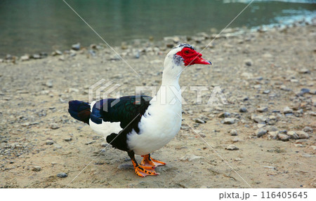 One white black mute duck with a red beak walks by Kournas lake. Wild bird. Nature, animal 116405645