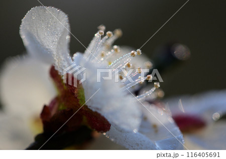 白い梅の花　クローズアップ 116405691