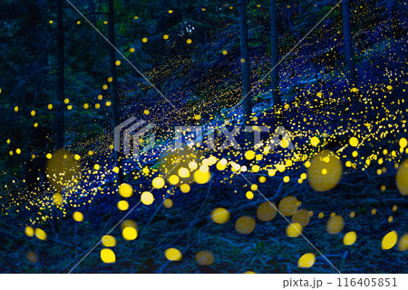 ヒメホタルの群れ 116405851