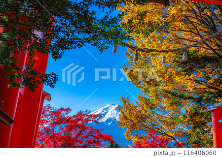 【富士山素材】紅葉時期の新倉山浅間公園【山梨県】 116406060