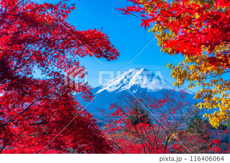 【富士山素材】紅葉時期の新倉山浅間公園【山梨県】 【富士山素材】紅葉時期の新倉山浅間公園【山梨県】 116406064