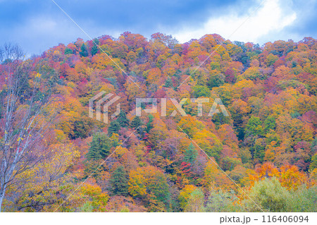 【秋素材】奥裾花渓谷の紅葉【長野県】 【秋素材】奥裾花渓谷の紅葉【長野県】 116406094