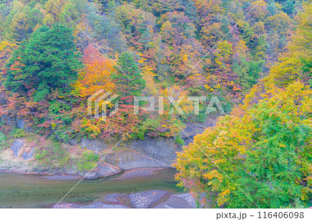 【秋素材】奥裾花渓谷の紅葉【長野県】 【秋素材】奥裾花渓谷の紅葉【長野県】 116406098