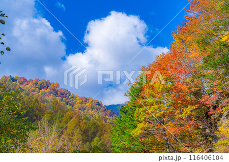 【秋素材】奥裾花渓谷の紅葉【長野県】 【秋素材】奥裾花渓谷の紅葉【長野県】 116406104