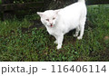 白猫　ボス猫 116406114