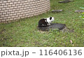 白黒　猫　野良猫 116406136