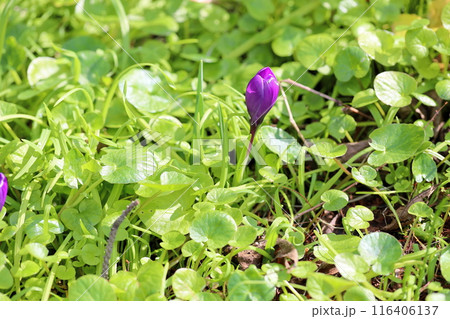 咲始め クロッカスの花 咲始め クロッカスの花 116406137