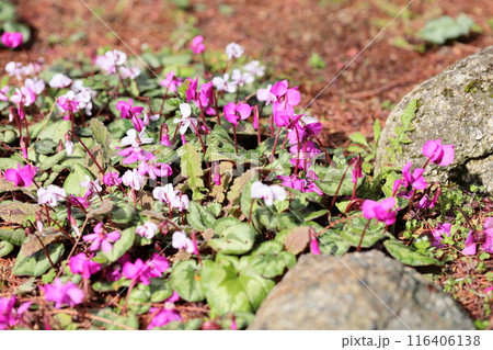 シクラメンの花　コウム 116406138