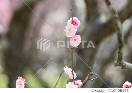 やわらか梅の花 朱鷺の舞 やわらか梅の花 朱鷺の舞 116406142