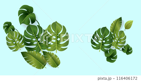 Monstera tropical green leaves on light blue background botanical nature foliage exotic plant design 116406172