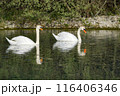 Two white swans swim on the lake. 116406346