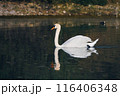 A beautiful white swan swims on the lake and looks around. 116406348