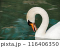 A beautiful white swan swims on the lake and looks around. 116406350