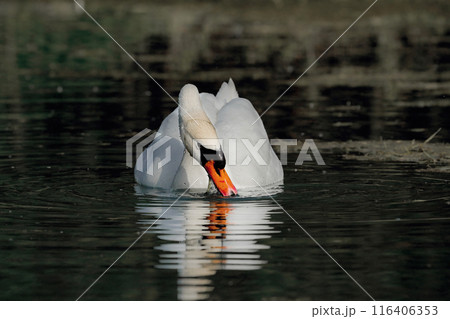 A white swan has lowered its head into the water and is looking for food in the lake. 116406353