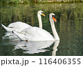 Two white swans swim on the lake. 116406355