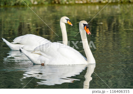 Two white swans swim on the lake. 116406355