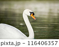 A beautiful white swan swims on the lake and looks around. 116406357