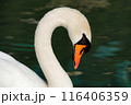 A beautiful white swan swims on the lake and looks around. 116406359