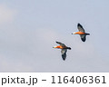 Two beautiful wild ducks are flying across the sky. 116406361