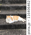 猫　お昼寝　野良猫 116406462